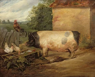 Portret nagrodzonej świni, własność dziedzica Westona z Essex, 1810 r.